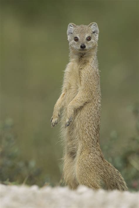 Mongoose Mongoose Animal Mammals Animals Wild