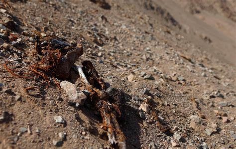 Muchas de las momias fueron encontradas en la caleta camarones, área costera a cien kilómetros de arica, donde aún afloran restos arqueológicos como un inmenso cementerio al aire libre. Momias de Chinchorro resultaron destruidas tras terremoto ...