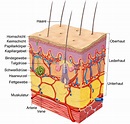 Bild-3884-Anatomie-Haut-Hautschichten – Bioaktive Kollagenpeptide