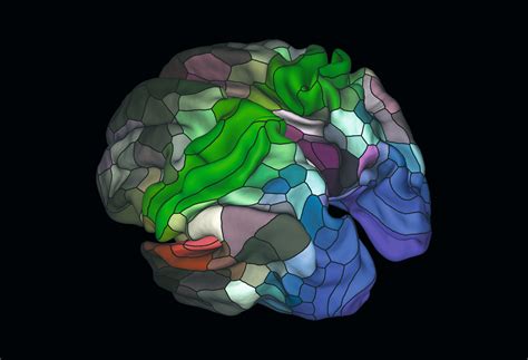 Ting The Art Of Anatomy Brain Map Art Agenda Phaidon