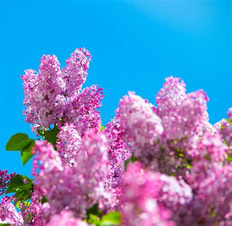 Lilac Branches On A Background Of Blue Sky Flowering Bush Blue Sky