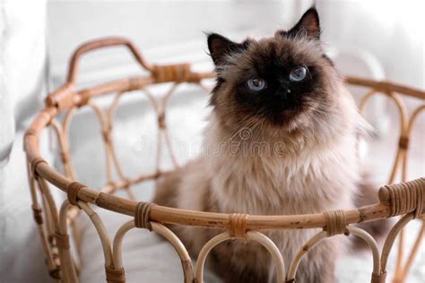 Cute Balinese Cat In Basket At Home Stock Photo Image Of Cozy Lovely
