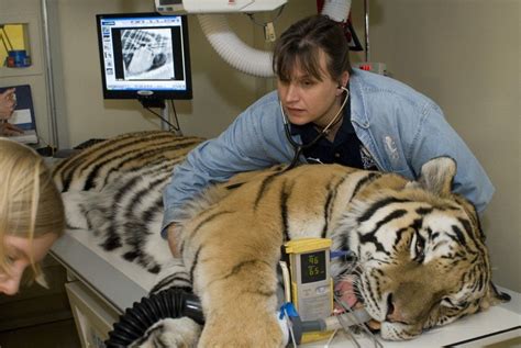 Zoo Vet Technicians Are Particularly Appreciated In The Field Of