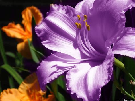 Purple Amaryllis Beautiful Flowers Images Beautiful Flowers Garden