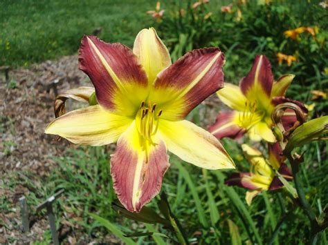 The colors are peach/pale yellow. Love, Joy and Peas: Beautiful Day Lilies and a Day Lily Haiku