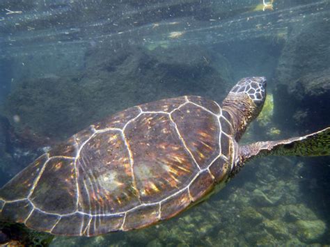 Swimming With Honu Hawaiian Green Sea Turtle