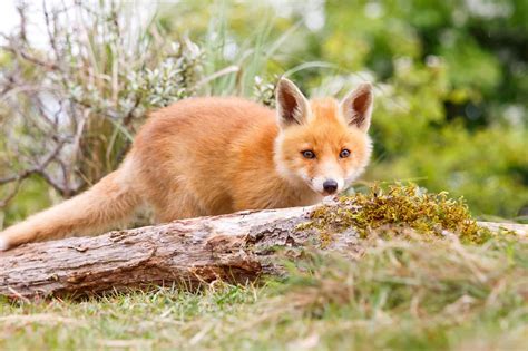 What Is A Baby Fox Called — Baby Fox Name Facts And Pictures