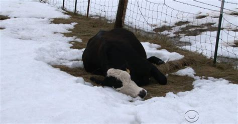 Thousands Of Cows Killed In Early Sd Blizzard Cbs News