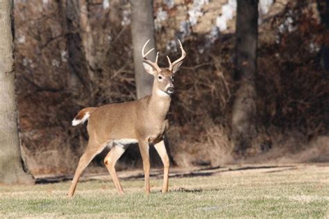 Wild Game Populations Are Thriving In Big Cities Outdoor Life