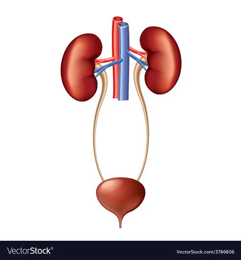 Urinary System Anatomy Isolated Photorealistic Vector The Best Porn Website