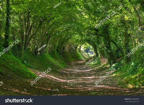 Tree Tunnel Chichester Halnaker Windmill Route Stock Photo 320804825