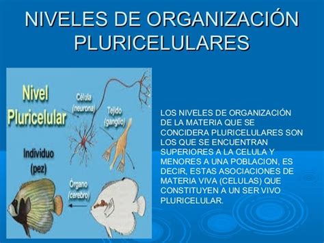 Niveles De Organizacion Pluricelulares