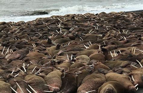 Thousands Of Walruses Occupied The Village In Alaska