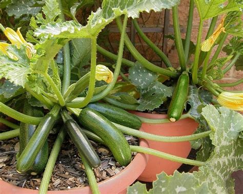 Best Vegetables To Grow In Pots Most Productive Vegetables For
