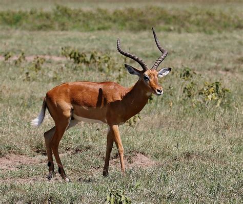 These are currently the best champions in the game and will most likely give any player an edge over the. Impala - Schwarzfersenantilope - Männchen Foto & Bild ...