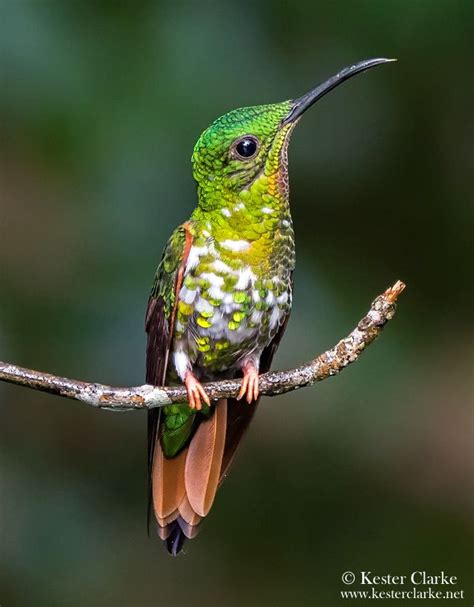 Crimson Topaz Female Hummingbird Colorful Birds Different Birds