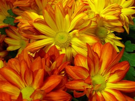Free Download Bing Images Fall Scenes Pinterest Fall Flowers Flower