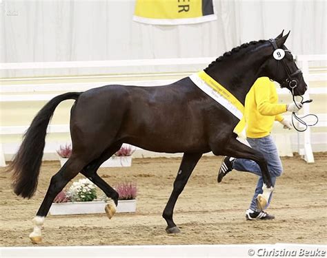 dressage colts accepted   hanoverian stallion approval