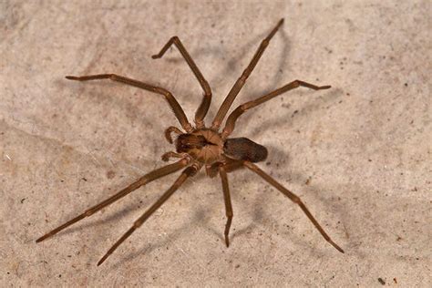 Brown Recluse Yellow Sac And Black Widow Spiders All Live In Kansas