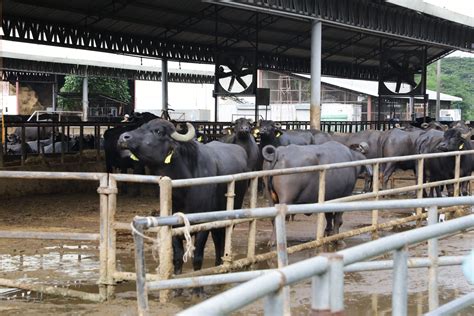 Philippine Carabao