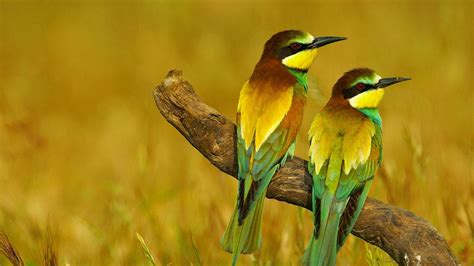47 Bing Birds Wallpaper