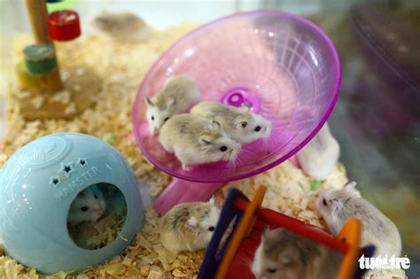 Demand For Pet Hamsters Rises In Vietnam As Year Of The Rat Nears
