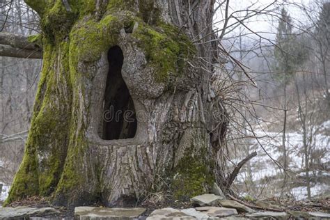 A Tree Hollow Is A Hole Or Cavity In A Living Tree Appear In Tree