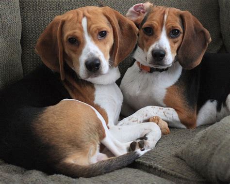 Check spelling or type a new query. Say that again...I didn't hear you the first 10 times... | Beagle puppy, Baby beagle, Beagle breeds