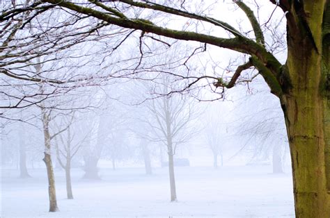 Winter Tree And Fog Free Stock Photo Public Domain Pictures