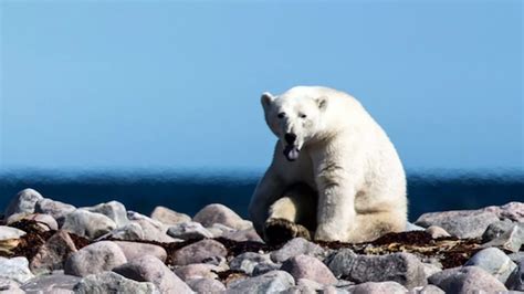 Polar Bears Facing Extinction As Numbers To Fall By A Third Over Next 40 Years World News