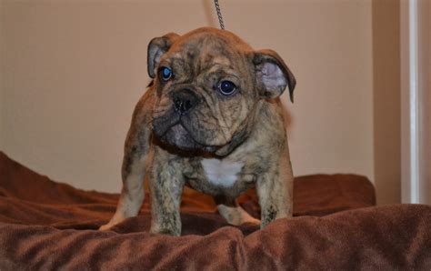 Favorite this post may 22 olde english bulldog puppy. English Bulldog Puppies For Sale | San Diego, CA #182967