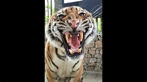 Shocking Tiger Roars Youtube