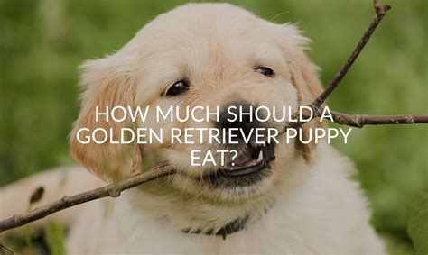 Consult the feeding chart on the back of your dog's food packaging. How Much Should a Golden Retriever Puppy Eat? - Jubilant Pups