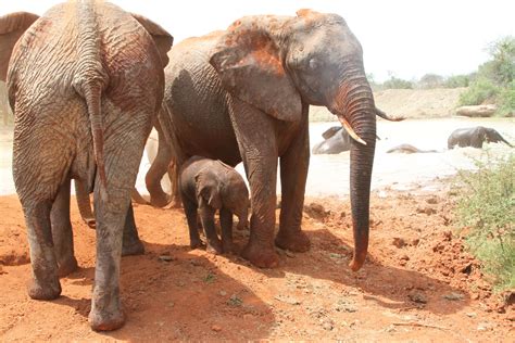 New Life Gives Hope To Africas Elephants Huffpost Uk