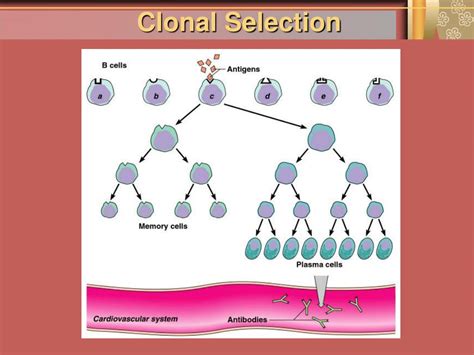 Ppt Immunology Powerpoint Presentation Free Download Id4304817