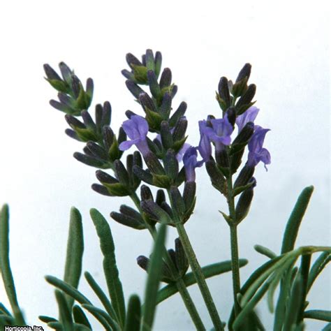 How To Plant Grow And Care For Lavender Growing Lavender Indoors