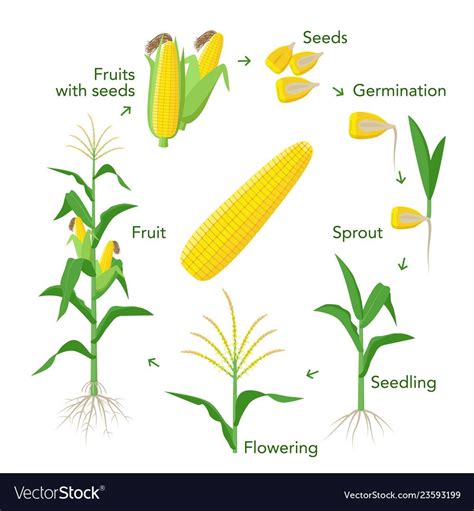 Corn Diagram Plant