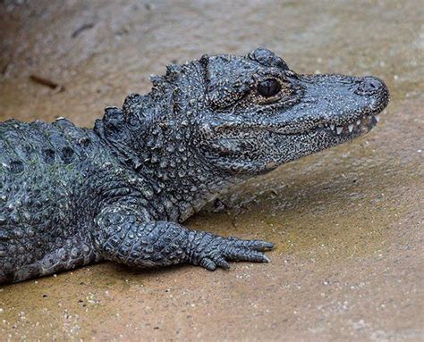 The Chinese Alligator With 150 Wild Individuals Left Theyre One Of