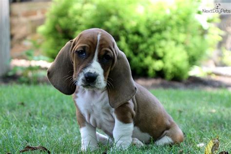 With their long ears brushing the ground and stirring up the scent of the hunt, these packs were originally trained to drive small prey from their hidden. Basset Hound puppy for sale near Lancaster, Pennsylvania. | ac9a04ca-6fa1