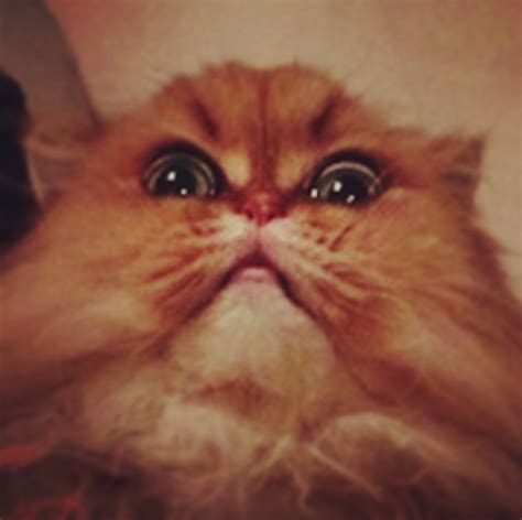 The 18 Types Of Annoying Cats You Meet On Instagram