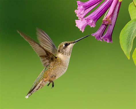 The Best Plants For Attracting Hummingbirds In Texas Birdinglocations