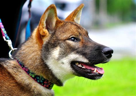 Shikoku Dog Breed Characteristics And Care