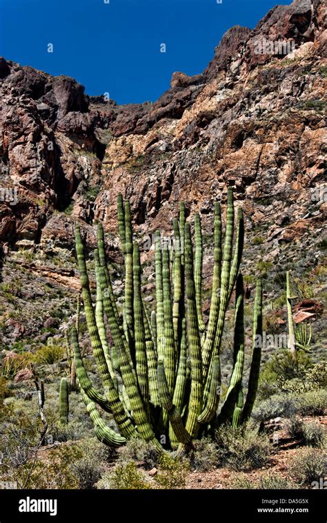 Organ Pipe Cactus Stenocereus Thurberi Sonora Desert Arizona Usa