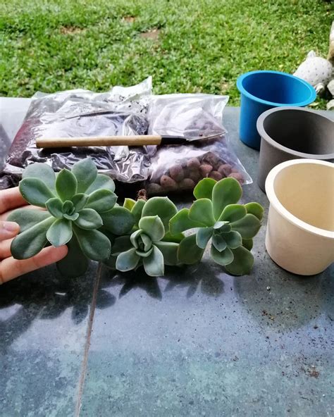 The Best Time To Repot Your Succulent Plants Tips And Tricks