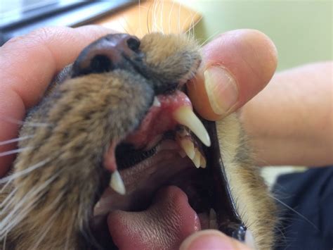 Rodent Ulcers Sores On A Cat S Mouth From An Allergic Reaction