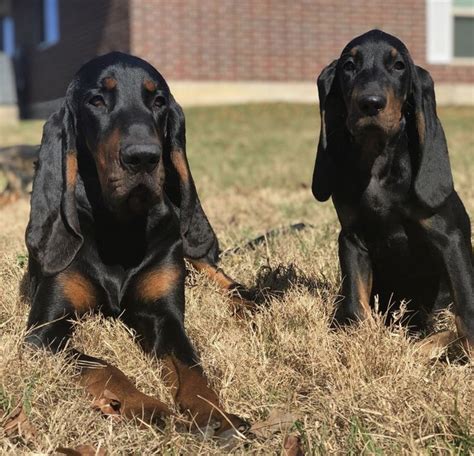 Pin By Becky Krichevsky On Black And Tan Coonhounds Black And Tan Tan
