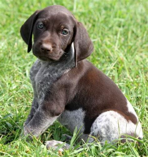 We have 3 lovely home reared german short haired pointer puppies both parents have the loveliest of nature's the dad is a fantastic working dog and the mum is a family pet both parents have a very. Brac German de vanzare