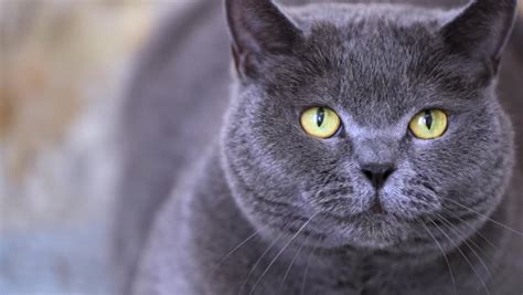 Closeup View Of British Shorthair Stock Footage Video 100 Royalty