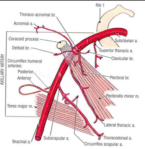 Axillary Artery Branches 腋区神经 Pinterest Medicine Gross