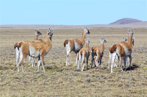Flora Y Fauna De Punta Arenas Estrecho De Magallanes Patagonia Chile